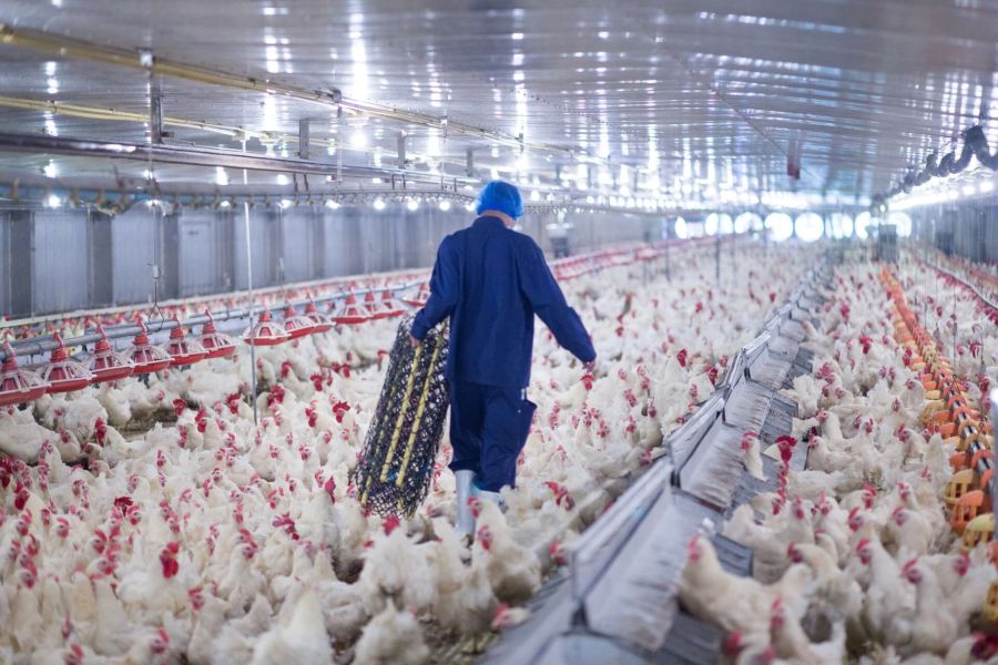 «L’attuale sistema agroalimentare è responsabile dell’estinzione dell’80% di specie e habitat»