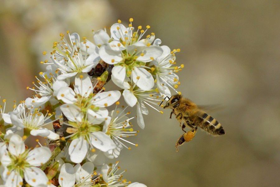 Il biologico è la chiave per proteggere le api e il nostro futuro alimentare