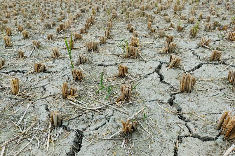 Gli eventi meteo estremi costano già 28 miliardi di euro l’anno agli agricoltori europei