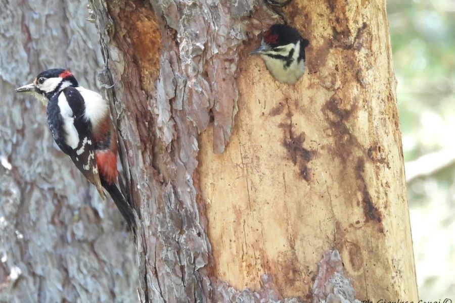 Gli alberi morti? Una miniera di biodiversità all’interno delle nostre foreste