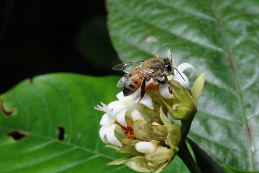 Ripristinare la natura per salvare le api, e il nostro cibo con loro