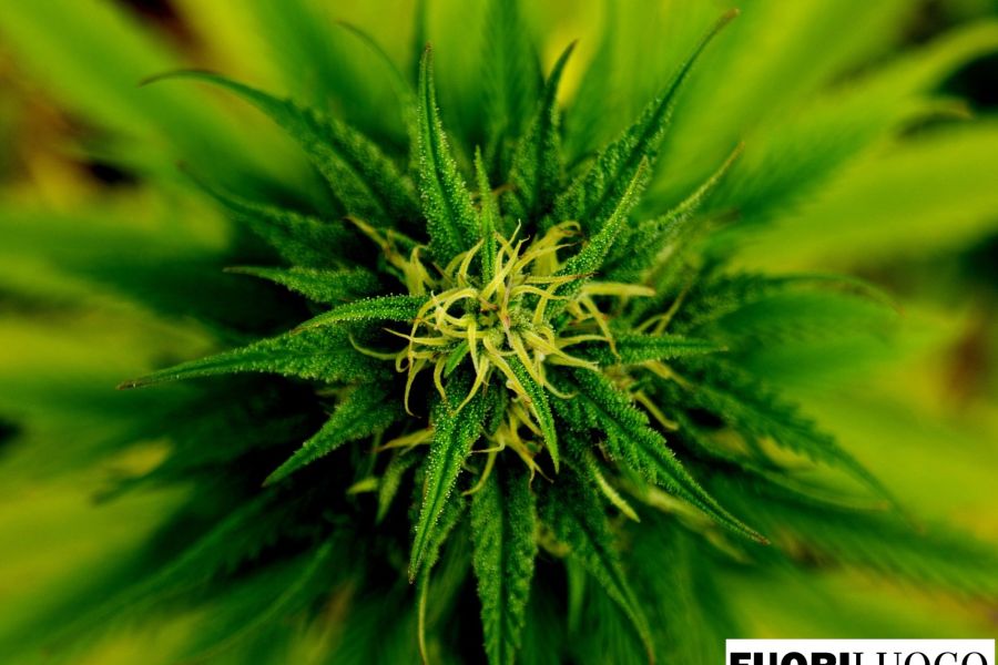 Forum Droghe: su cannabis light e CBD il governo Meloni si arrampica sugli specchi